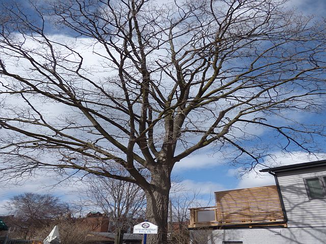 Hamilton Black Maple