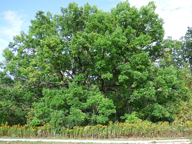 White Oak