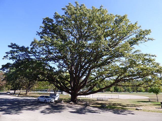 Bur Oak