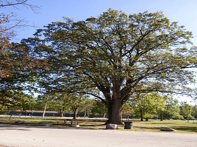 Swamp White Oak
