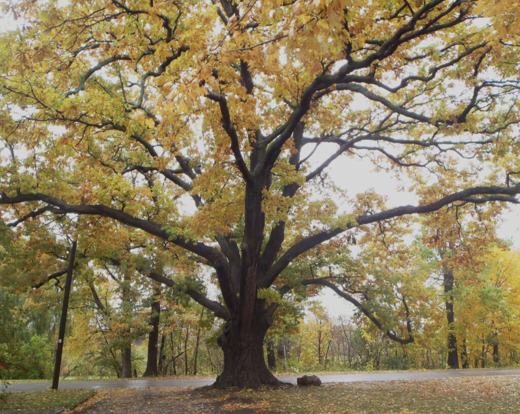 War of 1812 Treaty Tree