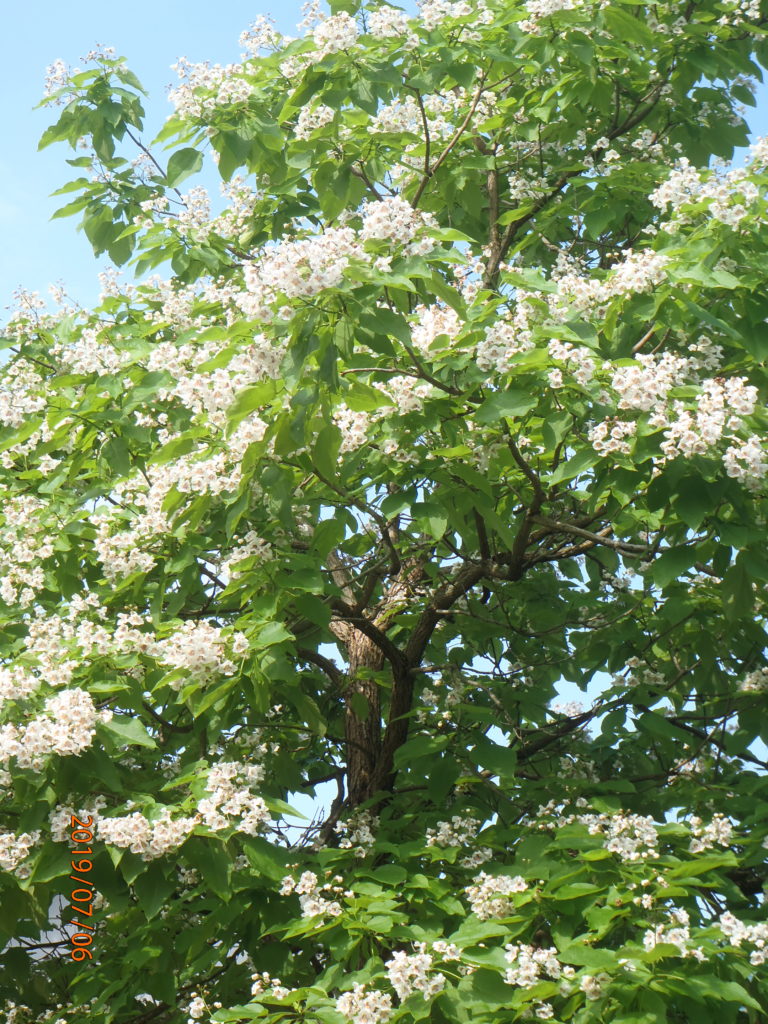 Northern Catalpa Tree