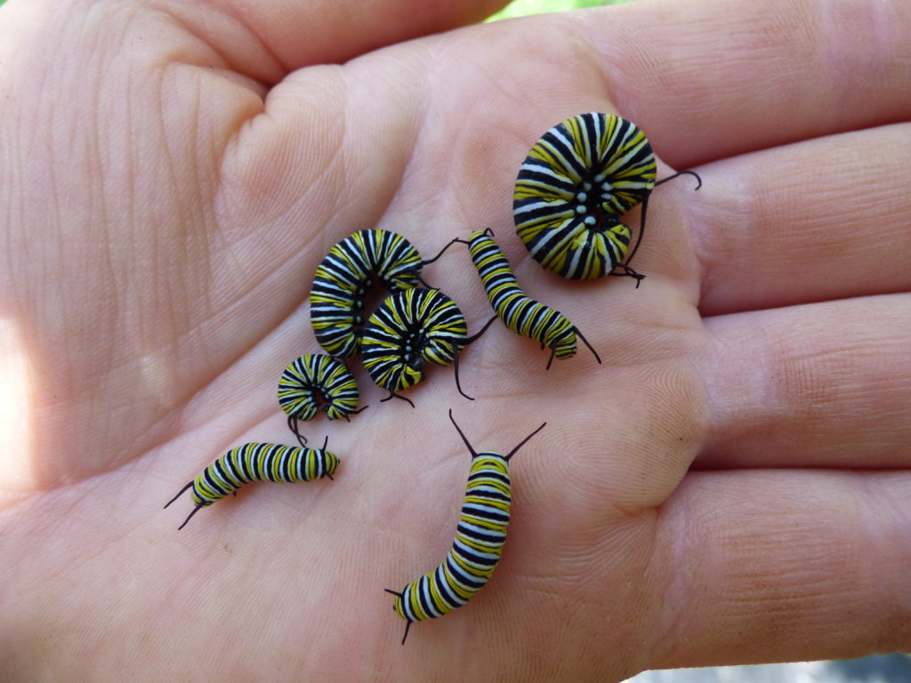 Monarchs and Milkweed