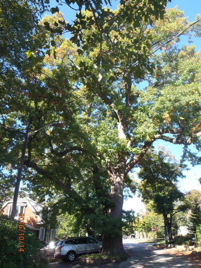 HERITAGE WHITE OAK AT 300 YEARS OLD